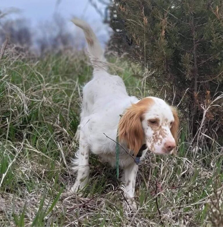 Adopted – Our English Setter Rescue