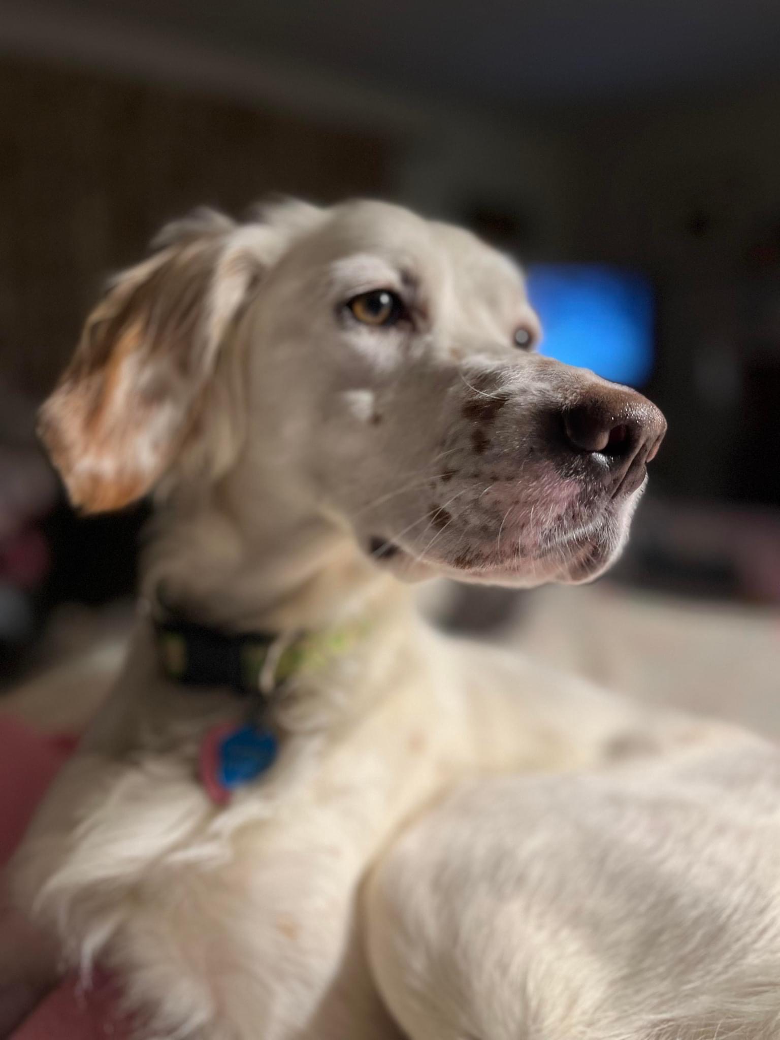 Adopted – Our English Setter Rescue